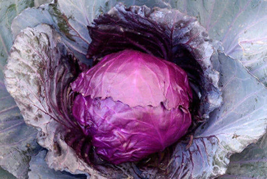 Mammoth Red Rock Cabbage Seeds – Brassica oleracea, Heirloom, Large Dense Heads, Non-GMO, Perfect for Salads & Coleslaw
