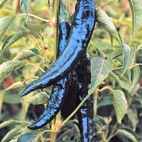Pasilla Bajio Chilaca Pepper Seeds | Heirloom Non-GMO Organic Chili Variety | Capsicum annuum for Salsas, Sauces & Grilling