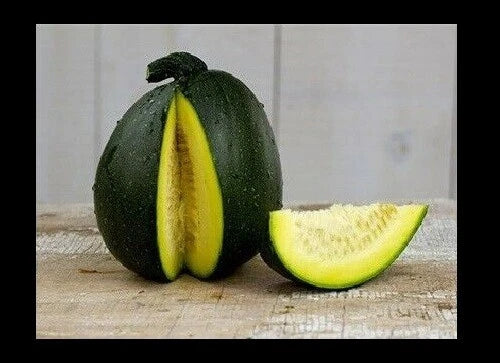 Tatume Summer Squash Seeds - Heirloom Calabash Mexican Zucchini - Organic Vegetable Garden Seeds - Cucurbita pepo