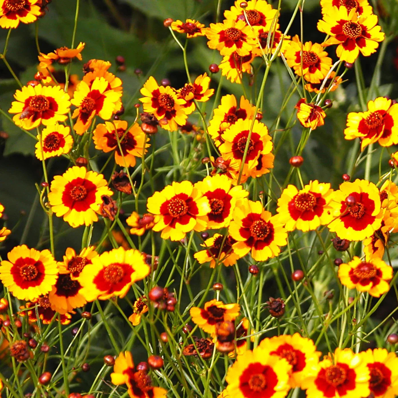 Plains Coreopsis Seeds - Calliopsis Tinctoria Wildflower Seeds for Gardens, Meadows & Containers - 2025 Planting Pack
