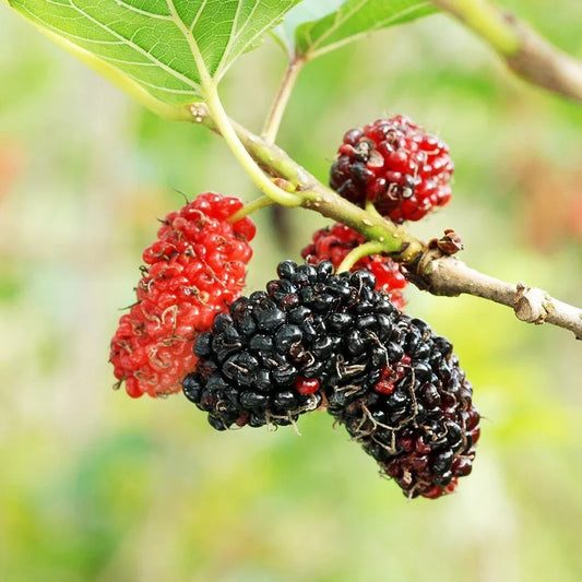 Mulberry Tree Cuttings 12 Unrooted for Rooting Grafting Morus spp. Fruit Tree Propagation