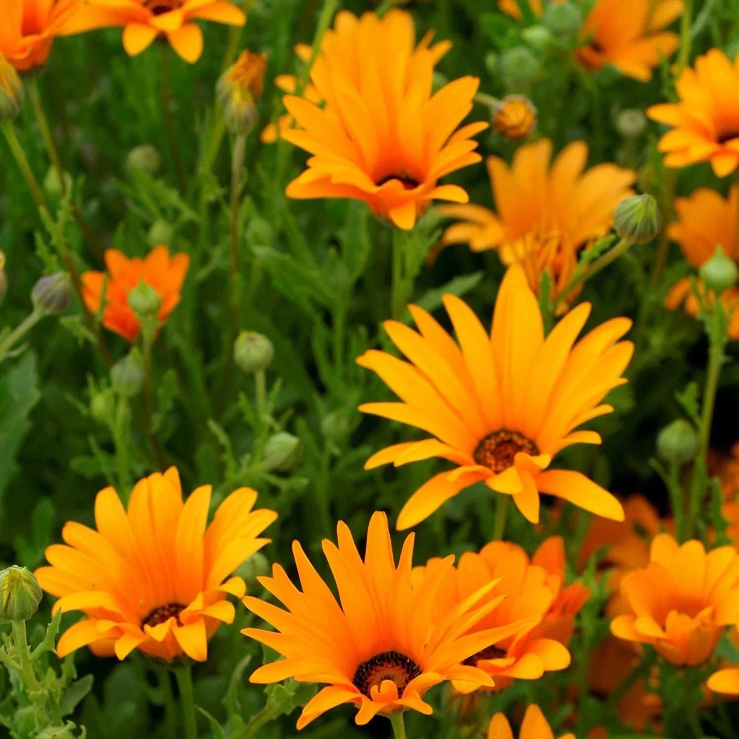 African Orange Daisy Seeds - Organic Perennial, Arctotis fastuosa, Vibrant Orange Flowers, 200 Seeds, Full Sun, USA Grown