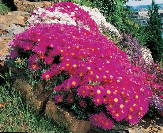 Ice Plant Succulent Seeds - Dorotheanthus bellidiformis - Over 400 Seeds for Drought-Tolerant Ground Cover & Rock Garden