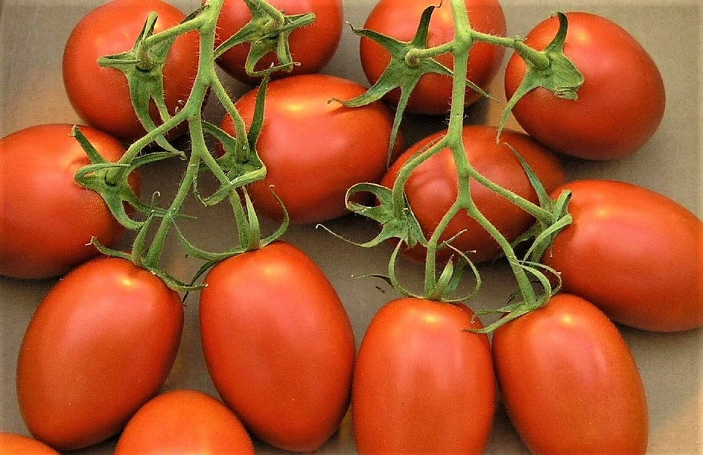 Roma Tomato Seeds Pack – 200+ Non-GMO Heirloom Solanum lycopersicum for Home Gardens & Containers