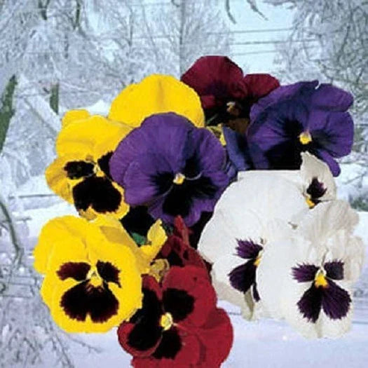 Pansy Seeds - Snowpansy Mix Viola tricolor var. hortensis - Colorful Flower Seeds for Borders, Containers & Pollinator Gardens
