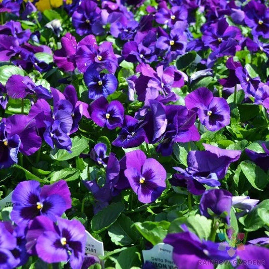 Neon Violet Pansy Seeds - Viola tricolor - 200 Pack for Garden, Containers & Borders, Bright Color, Easy to Grow