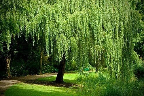 Golden Weeping Willow Tree Cuttings 4 Pack Live Plants Salix babylonica Arching Canopy for Gardens, Landscapes, and Parks