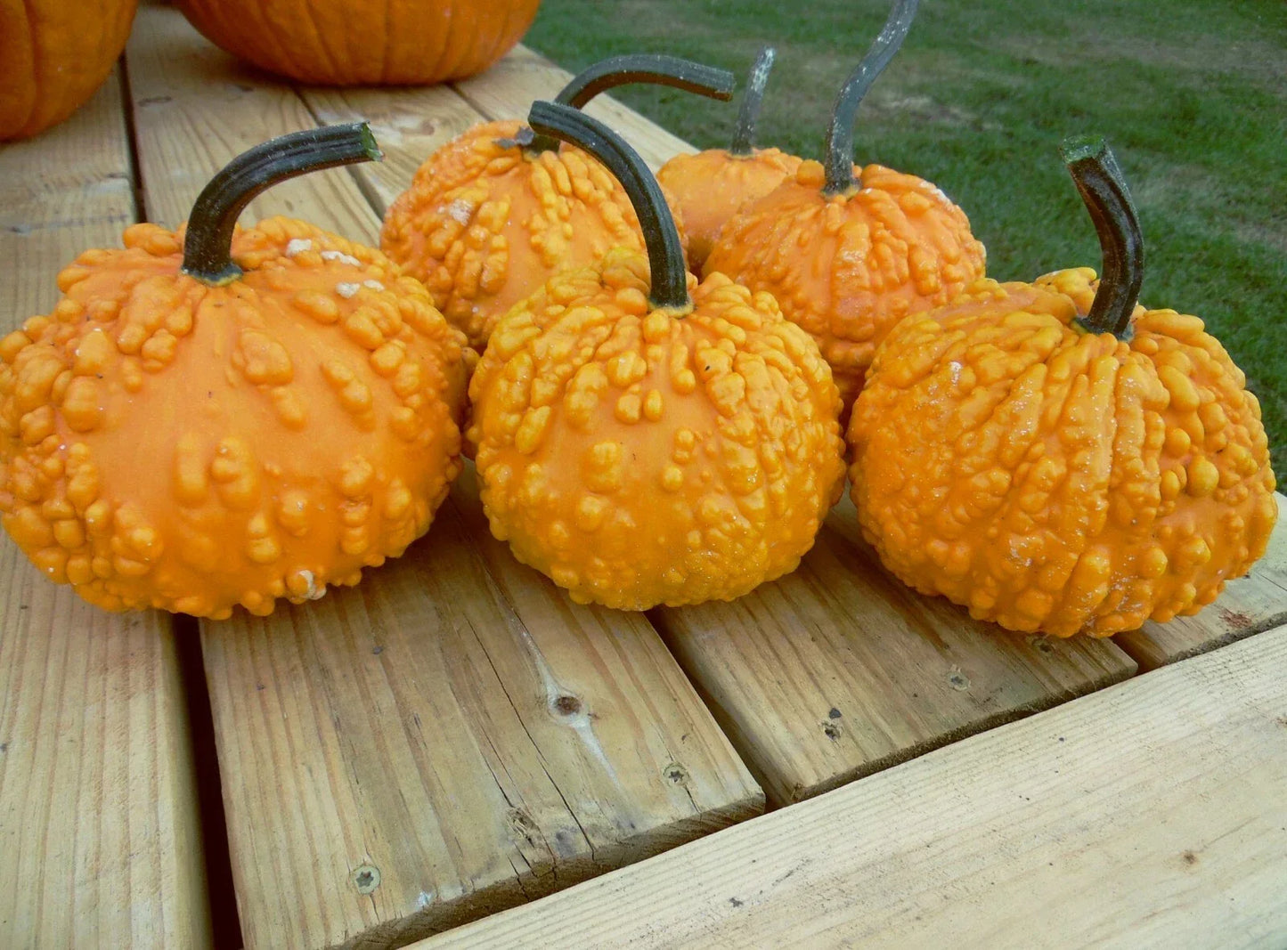 Organic Sanchez Pumpkin Seeds - Cucurbita pepo, Pack of 20 Non-GMO, for Gardening, Baking & Fall Decorations