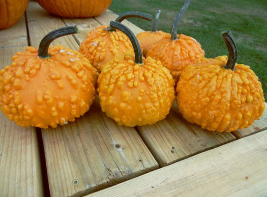 Organic Sanchez Pumpkin Seeds - Cucurbita pepo, Pack of 20 Non-GMO, for Gardening, Baking & Fall Decorations