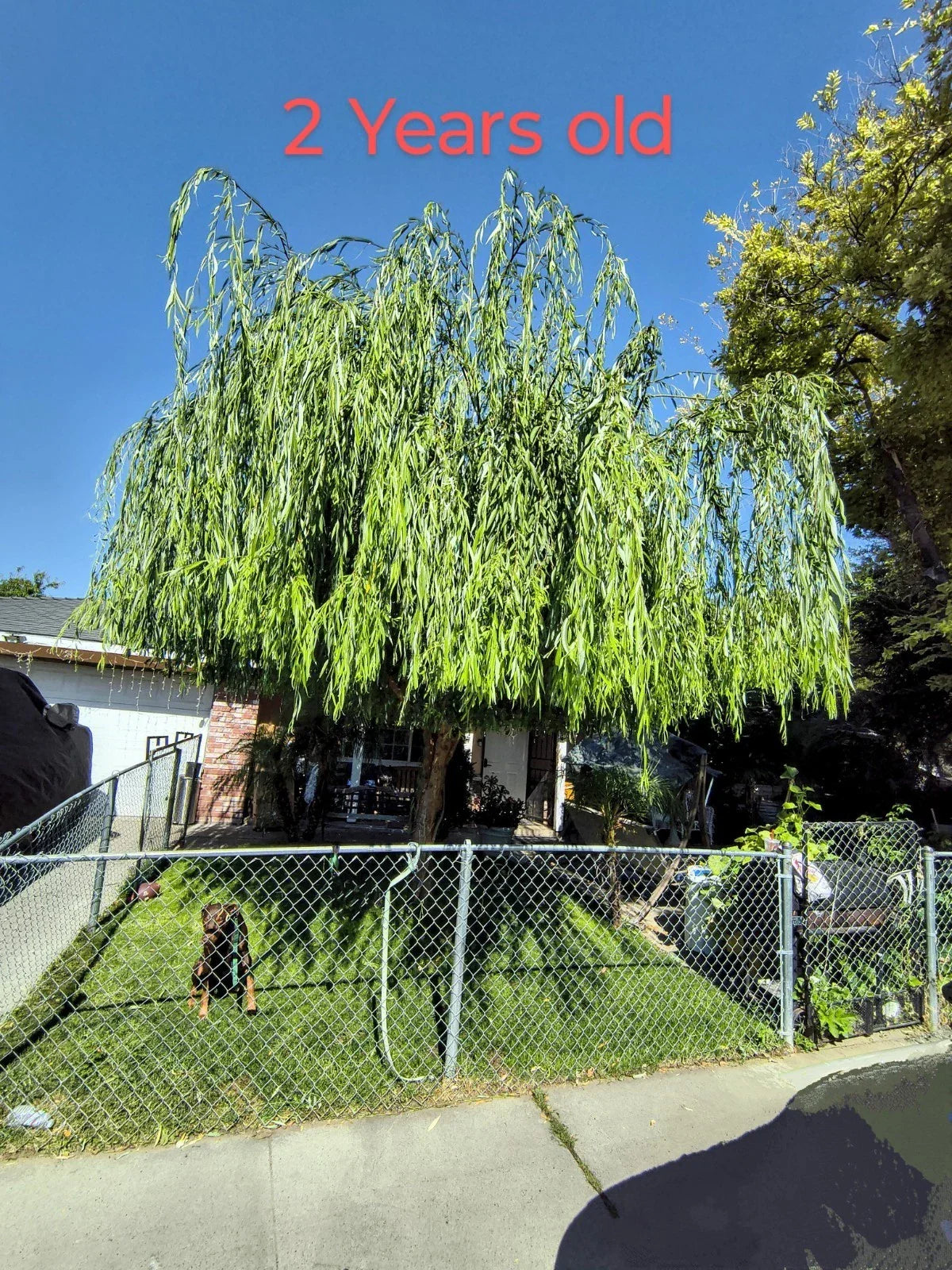 Weeping Willow Tree Cuttings Pack of 5 + 1 Free, Salix Babylonica Fresh Propagation Cuttings for Gardening