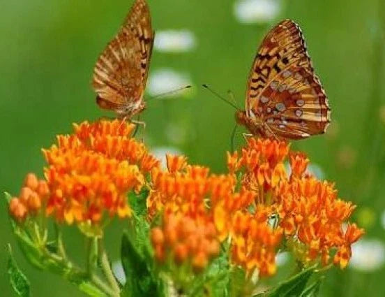 Butterfly Weed Seeds - 25 Fresh Asclepias tuberosa Native Wildflower for Pollinators, Drought-Tolerant, Full Sun, Non-GMO