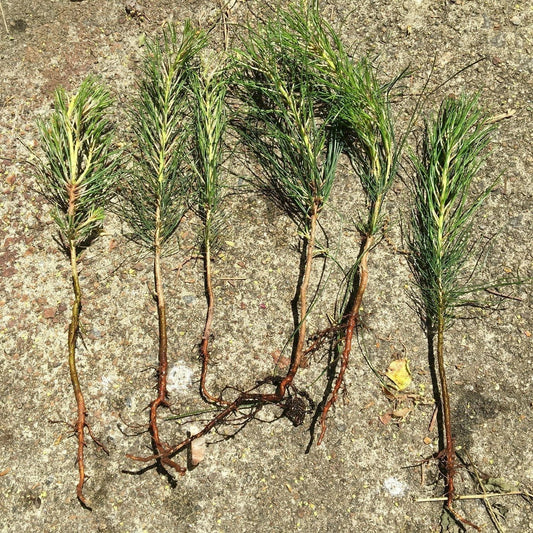 Loblolly Pine Tree Seedlings 6 Pack - Bareroot Fast Growing Pinus taeda 8"-15" Tall for Landscaping & Reforestation