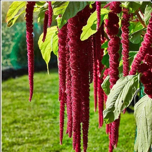 Love Lies Bleeding Herb Seeds - 200+ Amaranthus Caudatus Red Tassel Callaloo Edible Flower Seeds
