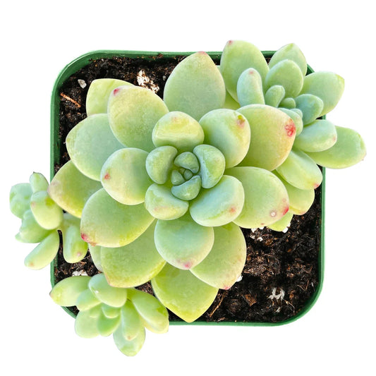 Live Sedum Clavatum Succulent Plant in 2-inch Planter – Indoor Greenery, Fully Rooted, Easy Care, Low Maintenance, Perfect for Desk or Windowsill