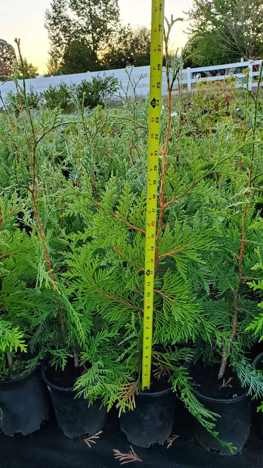 Green Giant Arborvitae Trees 2.5ft 10-Pack | Thuja standishii x plicata | Privacy Hedge & Windbreak Plants