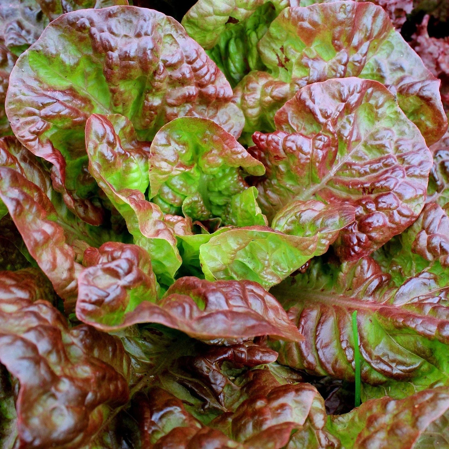 Ruby Red Leaf Lettuce Seeds - Non-GMO Heirloom, 1000+ Seeds, Lactuca sativa, Loose-Leaf, Edible Garnish & Salad Greens