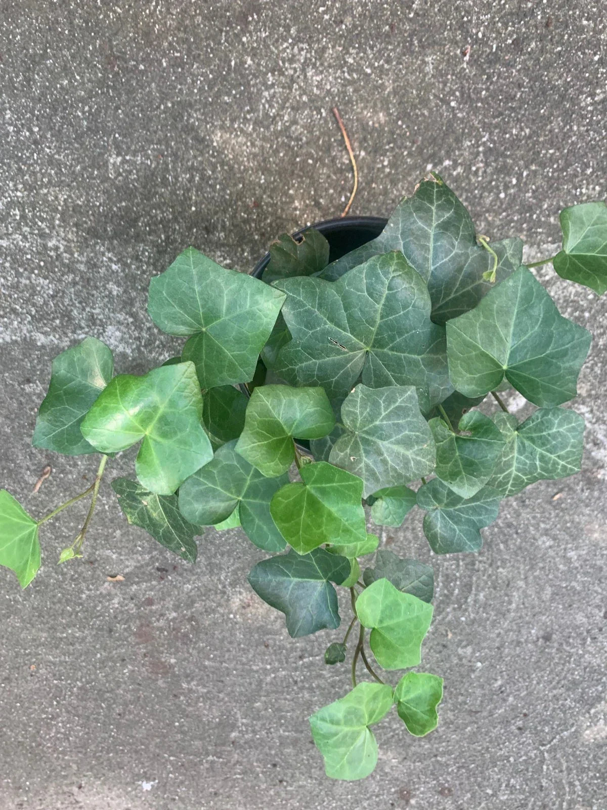 Rooted Air Indoor Plant - English Ivy Green - 6 Inch Pot - Hedera helix - Versatile Indoor and Outdoor Yard Decor