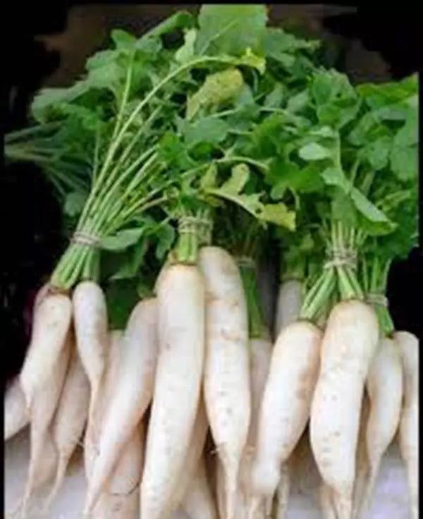 Radish Seeds Pack of 500 - Japanese Minowase Daikon Raphanus sativus var. longipinnatus Heirloom Non-GMO