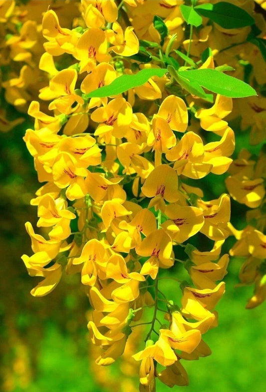 Golden Wisteria Seeds - Perennial Climbing Flower Seeds - Wisteria floribunda 'Gold' - Fragrant Golden Blooms for Garden Trellises