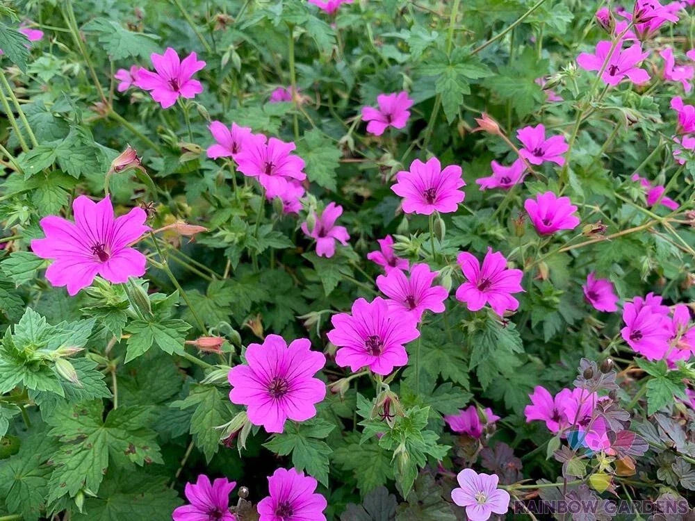 Elworthy Eyecatcher Geranium Seeds - 25+ Pack, Pelargonium x hortorum, Vibrant Blooms, Easy to Grow, Garden, Pot, Border, Full Sun