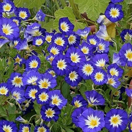 Dwarf Morning Glory Seeds - Blue Ipomoea purpurea - Heirloom, Non-GMO, 50 Seeds for Gardens & Containers