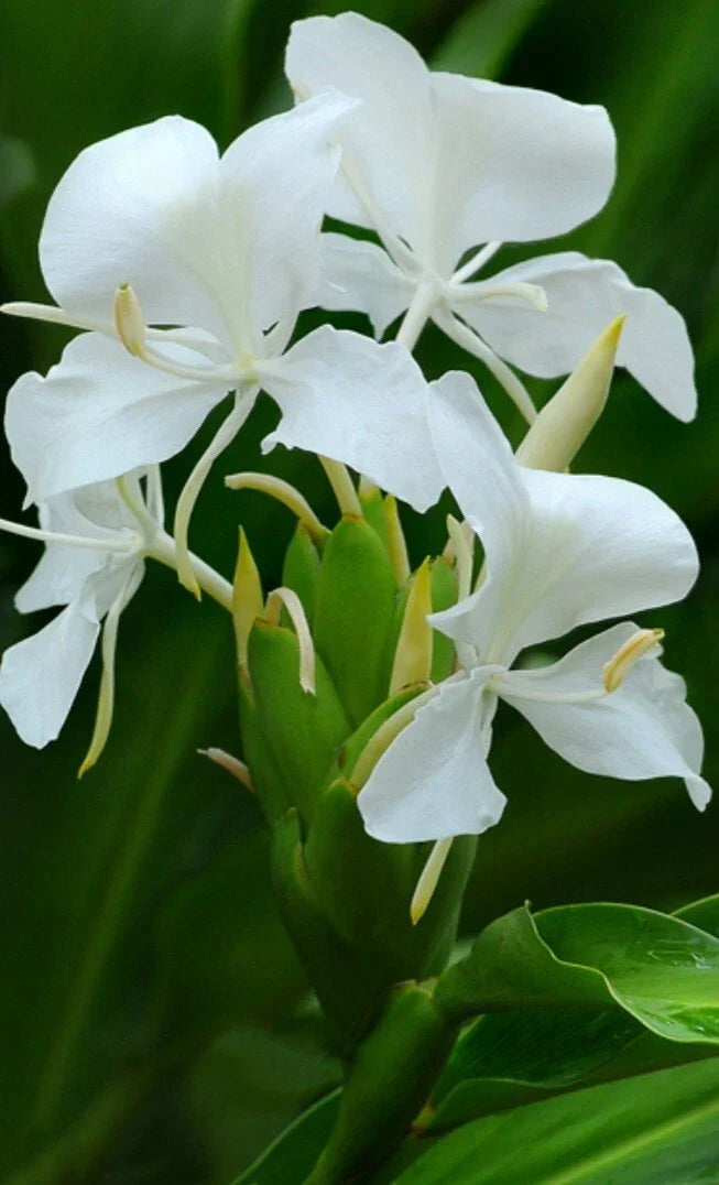 White Butterfly Ginger Lily Plant - Fully Rooted Hedychium Coronarium, Fragrant White Flowers, Butterfly & Hummingbird Attractant