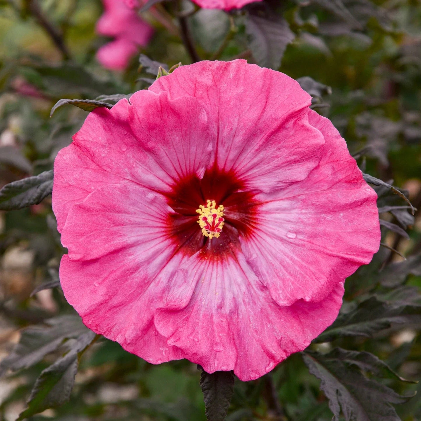 Bush Hibiscus Plant 2.5" Pot, Inner Glow Big Pink Flowers, Hibiscus rosa-sinensis, Compact Outdoor Shrub for Garden and Patio