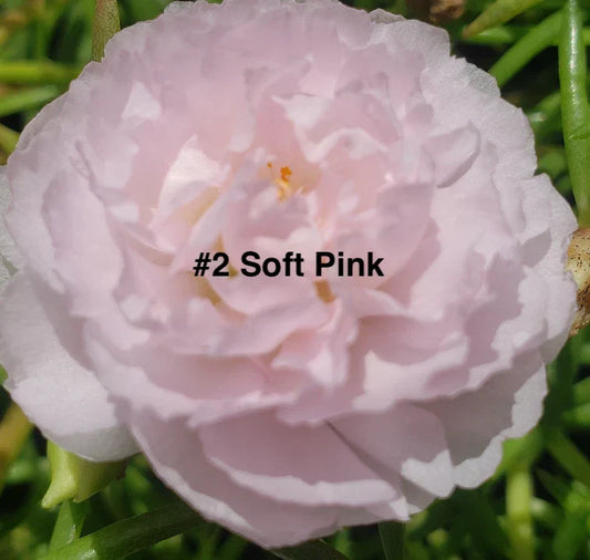 Moss Rose Cuttings 10 Unrooted Soft Pink Portulaca Grandiflora for Gardening, Container, Drought-Tolerant, Pollinator-Friendly