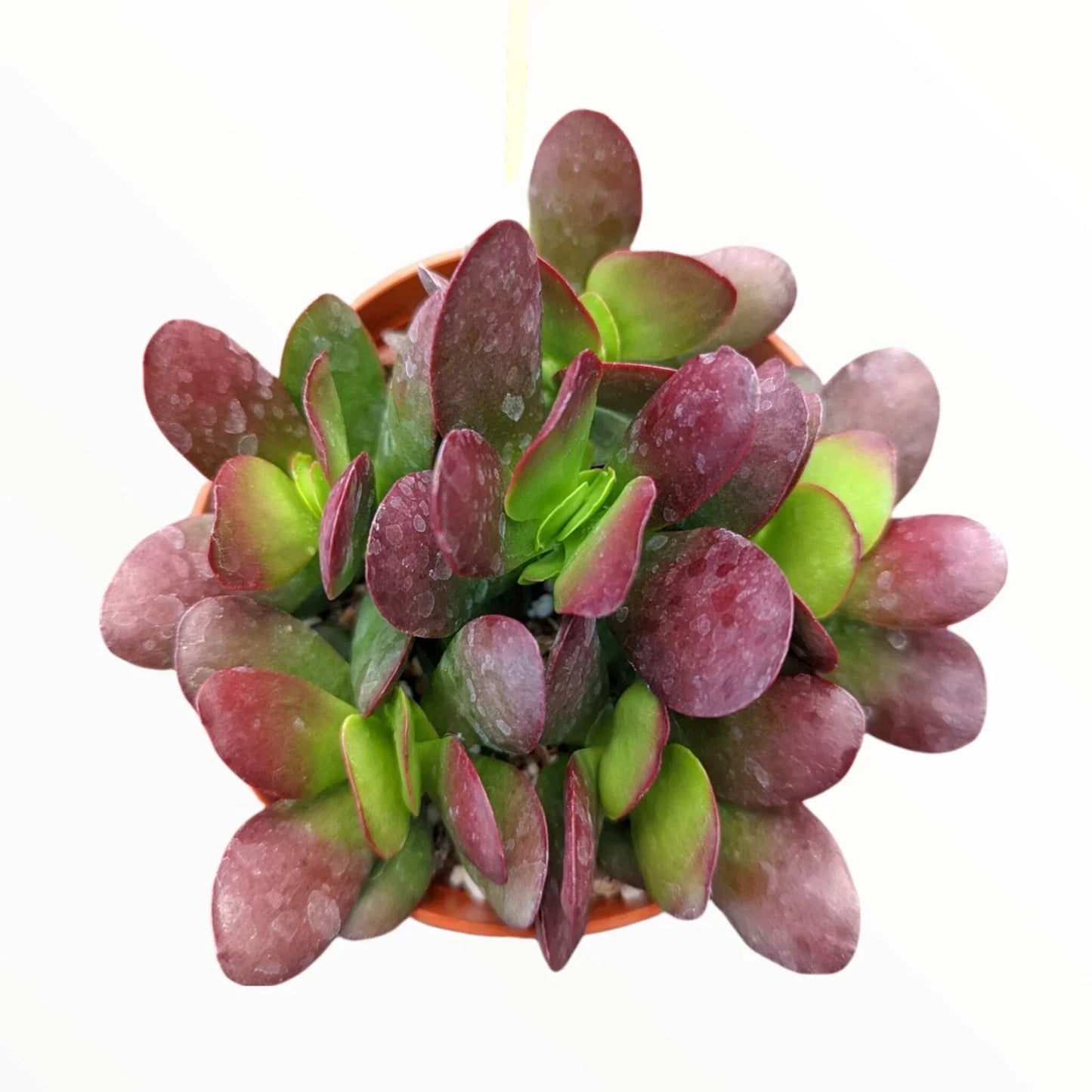 Crassula Clavata Succulent Bare Root Plant 4" Deep Red Indoor Garden Decor, Easy Care, Live Plant