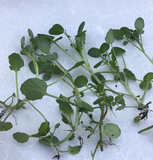 Live Watercress Plants with Roots - Fresh Nasturtium officinale for Gardening and Edible Greens