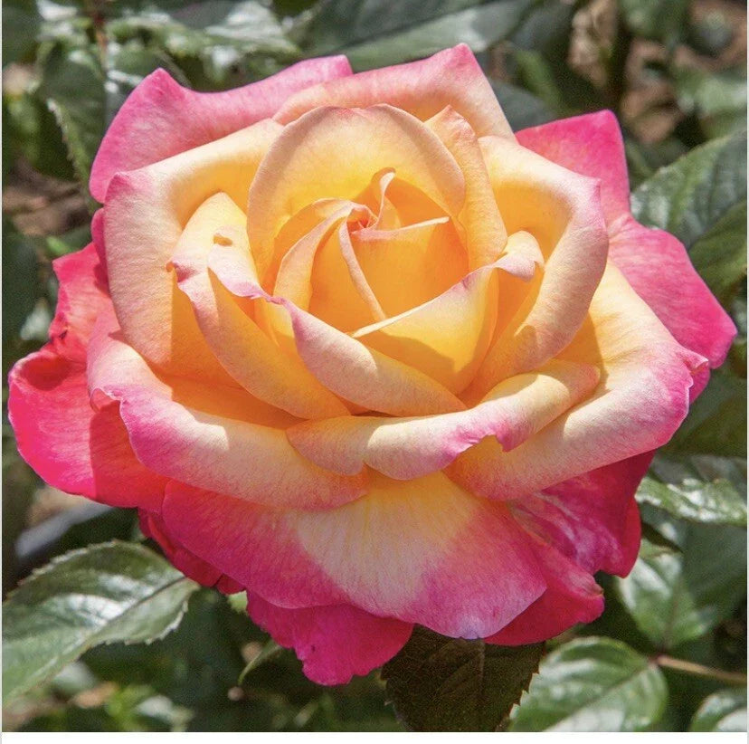 Bicolor Peachy Yellow and Pink Fragrant Rose Cuttings – 6 Inch Rosa spp. Garden Flowers, Bushy, Full Sun