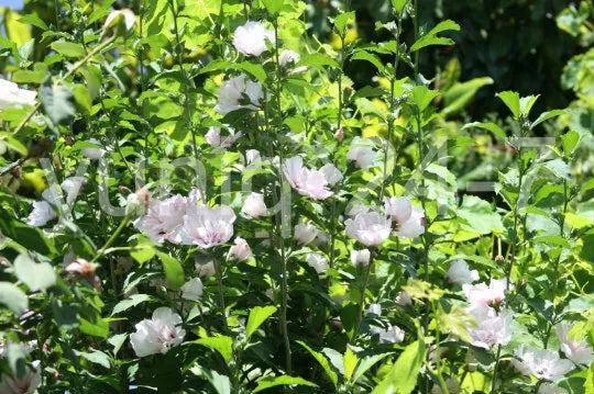 Rose-of-Sharon Cuttings - Pink Stem Branches - 'Blushing Bride' Hibiscus syriacus - Hardy Shrub for Garden Landscaping