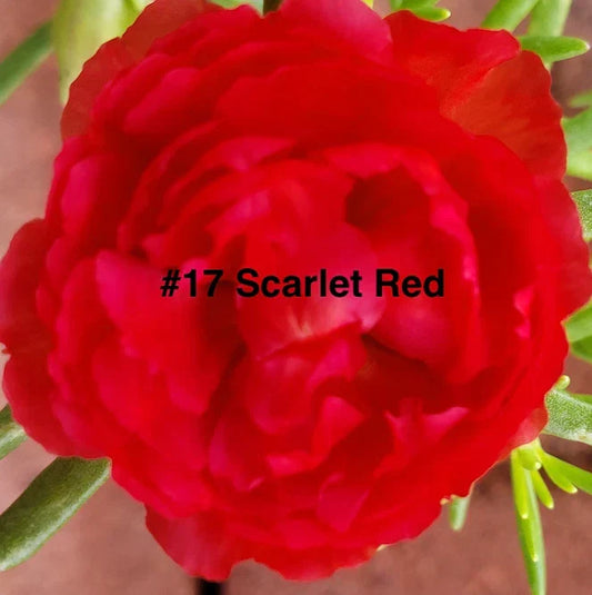 Moss Rose Cuttings 10 Unrooted Scarlet Red Portulaca Grandiflora Succulent for Garden & Containers