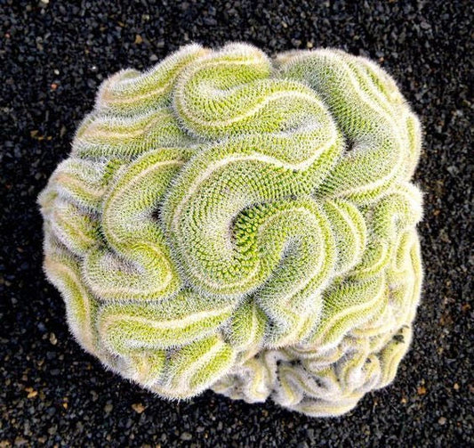 Green Brain Cactus Seeds - 10 Rare Succulent Seeds for Desert Gardening - Echinopsis chamaecereus