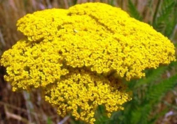 Gold Yarrow Seeds - 100 Fresh Achillea millefolium 'Gold' Flowering Seeds for Borders, Wildflower Gardens & Cut Flowers