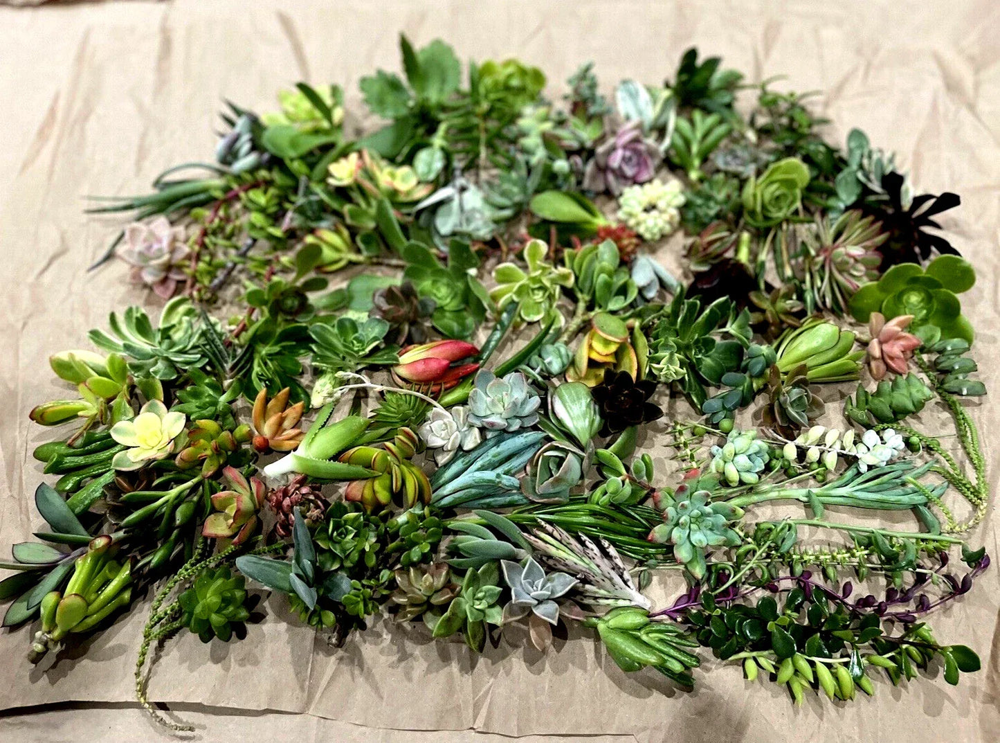50 Random Succulent Starter Cuttings Variety Pack for Gardening - Echeveria, Aloe, Sedum, Healthy Plants