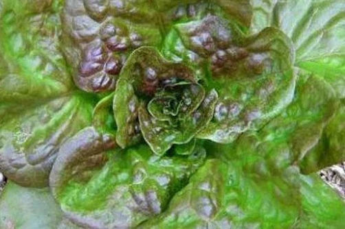 Bronze Guard Leaf Lettuce Seeds - 200 Count, Easy to Grow, Nutty Flavor, Lactuca sativa, Heirloom, Fast-Growing, Container Gardening