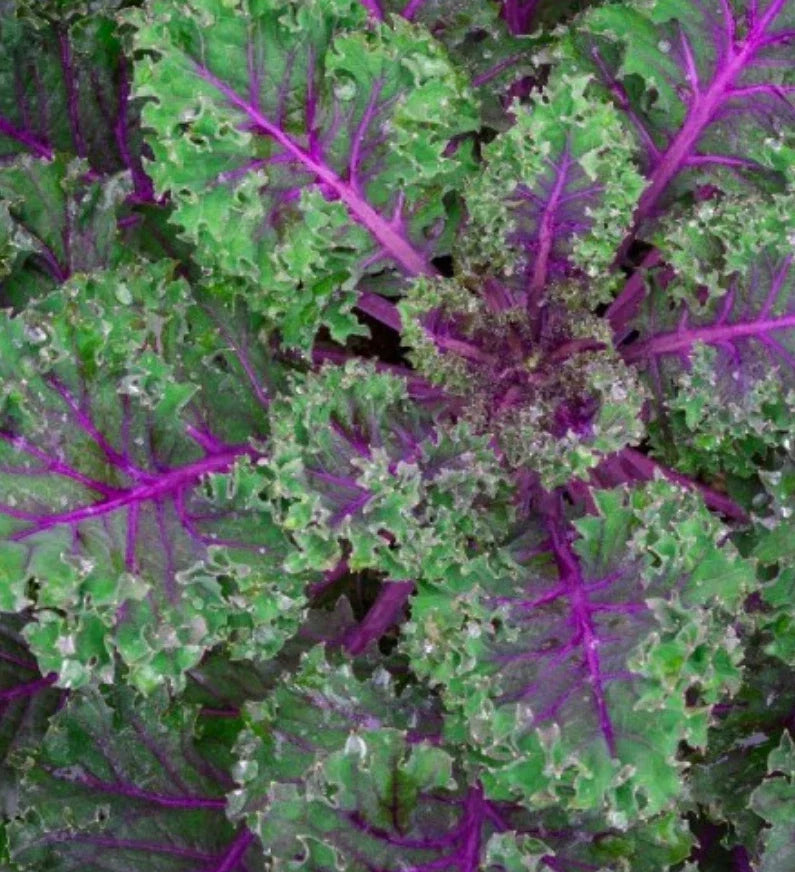 Red Russian Kale Seeds - 3000+ Non-GMO Heirloom Brassica napus for Cool-Season Gardens