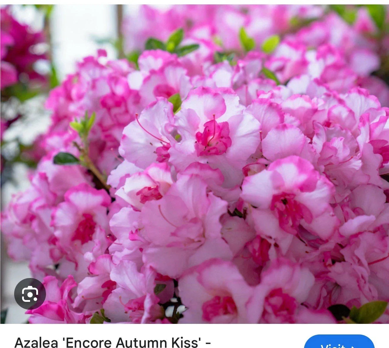 Encore Autumn Kiss Azalea Starter Plant - Rhododendron 'Autumn Kiss' Deciduous Shrub with Vibrant Pink and White Flowers