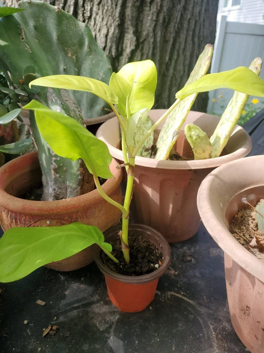 Live Large 10" Philodendron Thai Golden Goddess Plant – Rare Tropical Indoor Houseplant, Bright Golden Foliage, Easy-Care for Home Décor