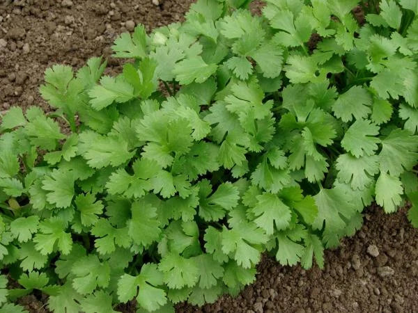 Cilantro Seeds 100+ Coriandrum sativum for Culinary Use, Chinese & Mexican Parsley, Herb Garden, Non-GMO