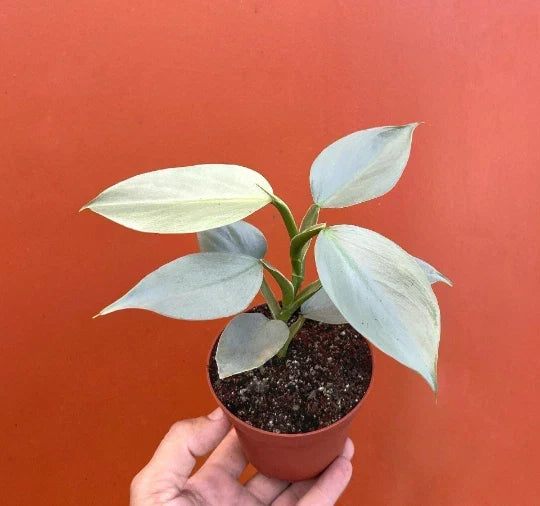Silver Sword Philodendron Plant in 4” Pot | Live Houseplant with Air Roots | Philodendron hastatum Indoor Plant