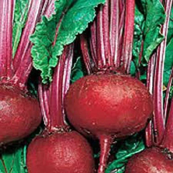 Beet Seeds - 50+ Heirloom Detroit Dark Red Beta vulgaris Non-GMO Vegetable Seeds for Garden Planting