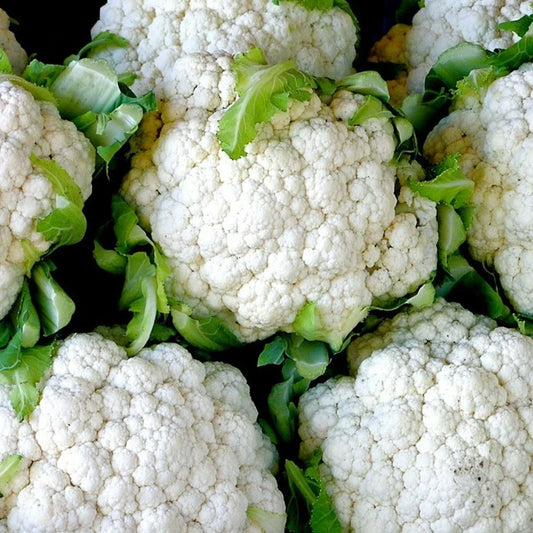 Organic Heirloom Snowball Cauliflower Seeds - 301+ Non-GMO Brassica oleracea for Vegetable Garden & Container Growing