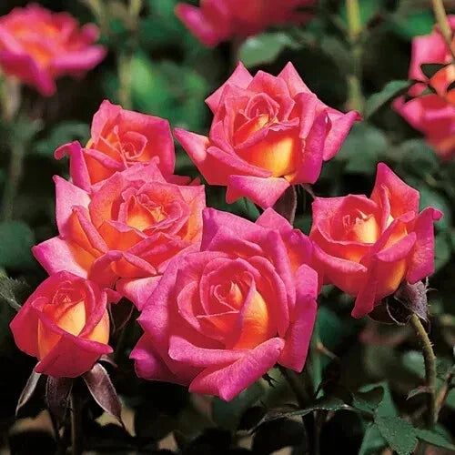 Hot Tamale Miniature Rose Cuttings - 4" Fresh Unrooted Stems - Rosa Miniature Garden Planting Supplies