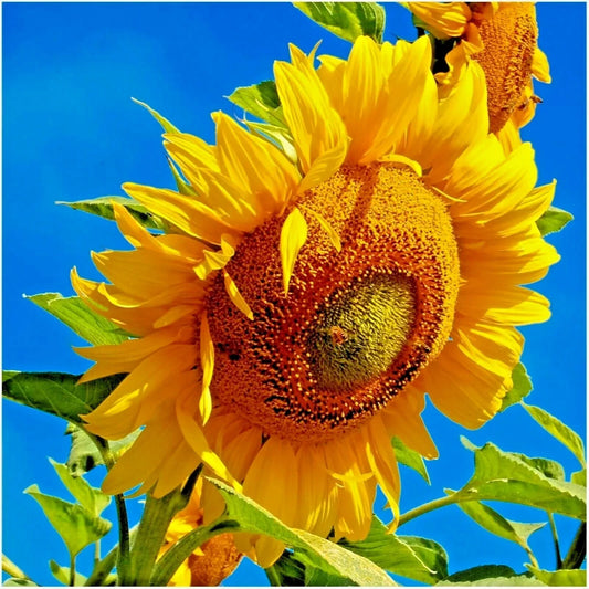 Organic Mammoth Grey Stripe Sunflower Seeds - Helianthus annuus, 50+ Pack, Tall Wildflower, Easy Grow, Native Garden Flower