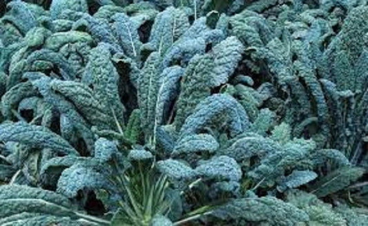 Organic Lacinato Kale Seeds - Heirloom Dinosaur Kale, Brassica oleracea var. sabellica, Non-GMO, Vegetable Seed Packet