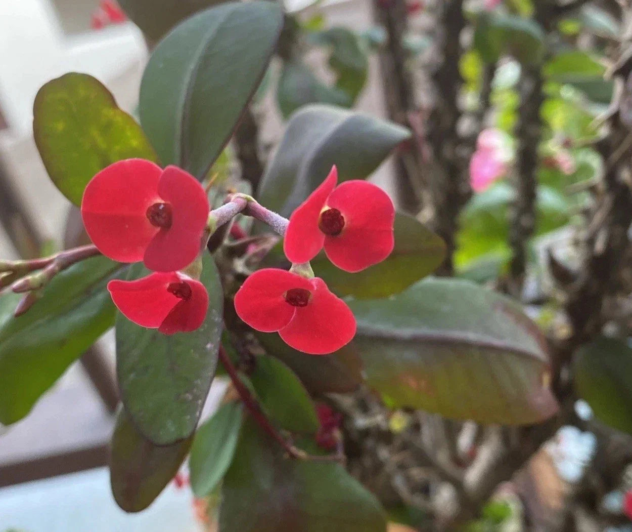 Euphorbia Milii Cutting | Small Red Flower | Crown of Thorns Plant | Rooted Succulent for Gardens and Indoor Decor