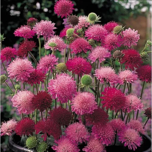 Knautia Pincushion Flower Seeds, 110 Count, Mixed Colors Red Pink Lavender, Knautia macedonica, Easy to Grow