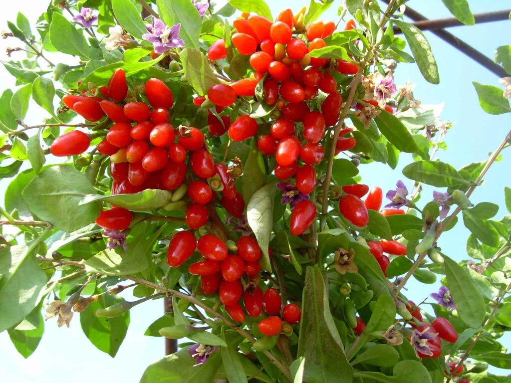 Goji Berry Cuttings - 5 Fresh Lycium barbarum ANNY Variety for Rooting - Nutrient-Rich Berry Plants